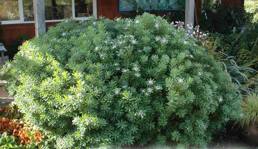 Growing the jim's pride white summer daphne (Daphne x transatlantica