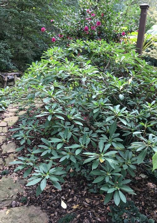 Growing the winter gold edgeworthia chrysantha (Edgeworthia chrysantha