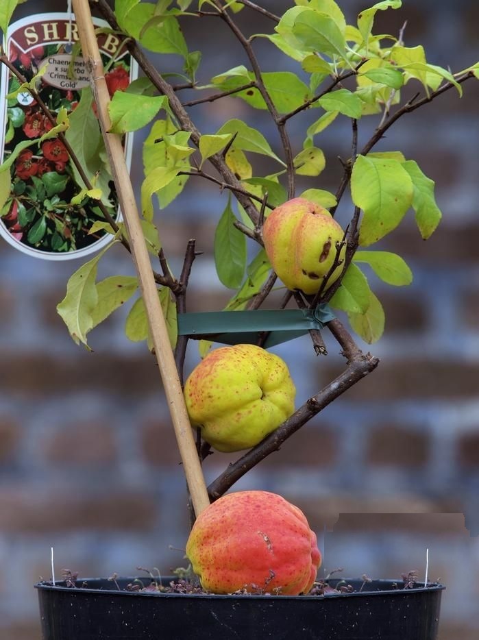 Growing the crimson and gold red flowering quince (Chaenomeles x
