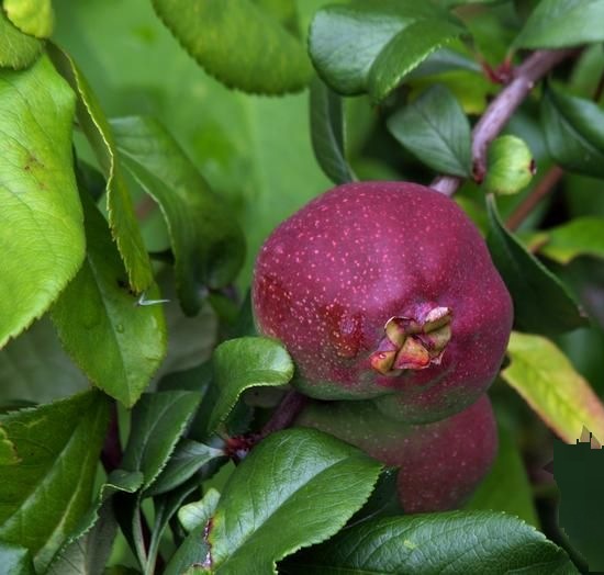 Growing the crimson and gold red flowering quince (Chaenomeles x