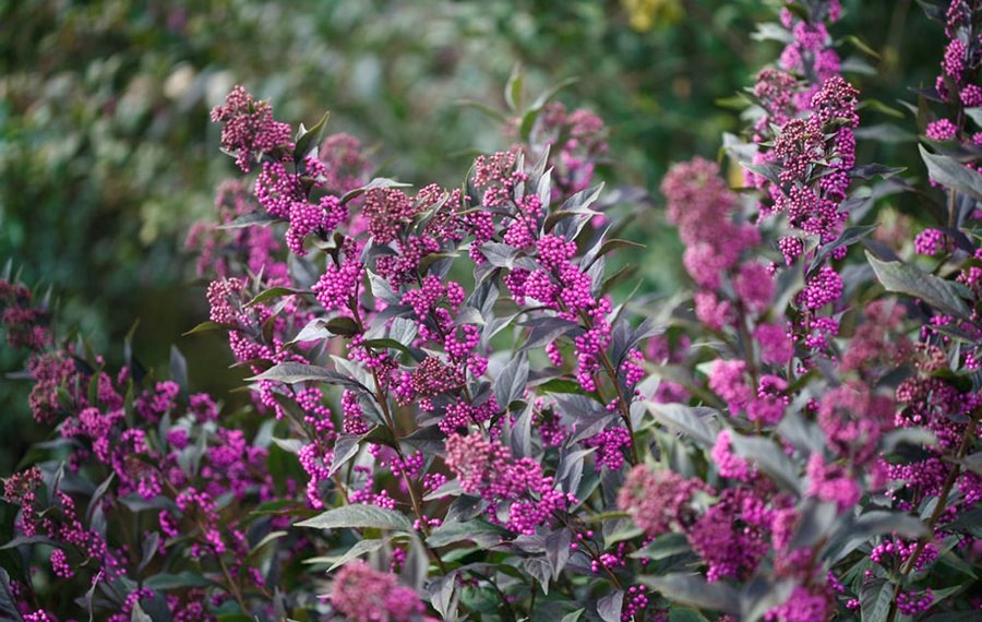 Growing the purple pearls beautyberry (Callicarpa x), perennial, shrub, berry, flowering, edible
