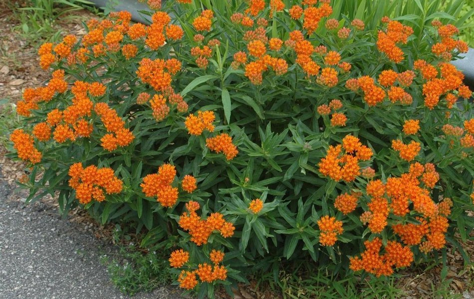 Growing the orange butterfly milkweed (Asclepias tuberosa), perennial