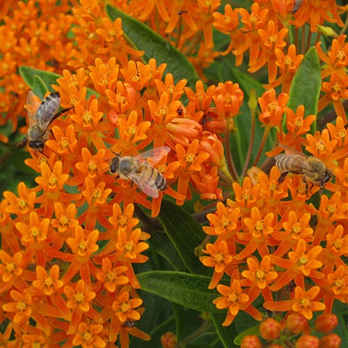 Growing the orange butterfly milkweed (Asclepias tuberosa), perennial