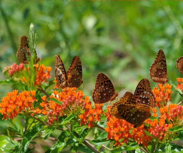Growing the orange butterfly milkweed (Asclepias tuberosa), perennial