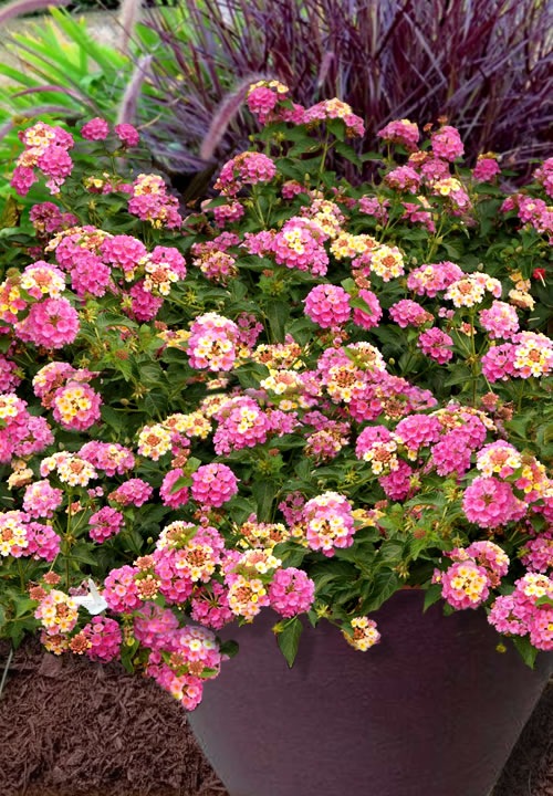 Growing the chapel hill pink huff hardy lantana, perennial, shrub, berry, flowering, hedges