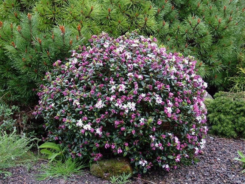 Growing the daphne retusa (Daphne tangutica), perennial, evergreen