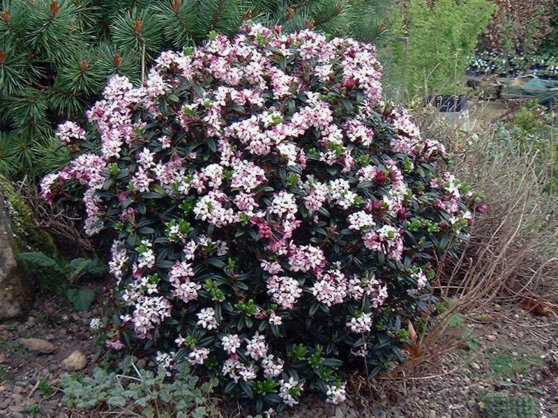 Growing the daphne retusa (Daphne tangutica), perennial, evergreen