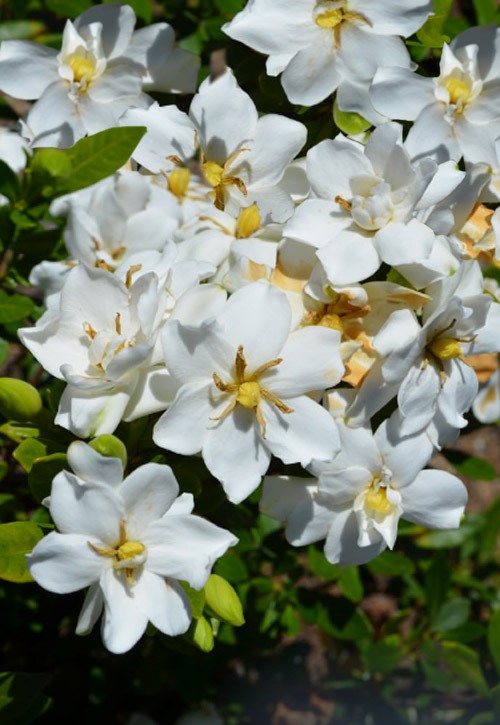 Growing the snow flurry hardy gardenia (Gardenia jasminoides