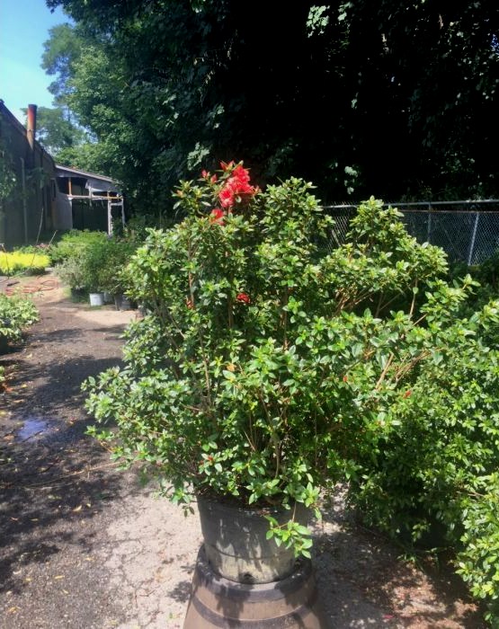 Growing the autumn monarch encore azalea, perennial, evergreen, shrub