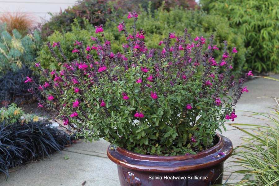 Growing the heatwave brilliance salvia (Salvia microphylla x greggii