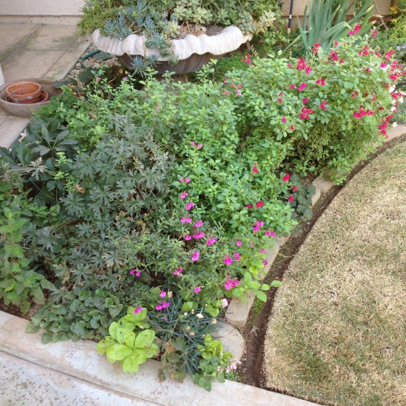 Growing the heatwave brilliance salvia (Salvia microphylla x greggii