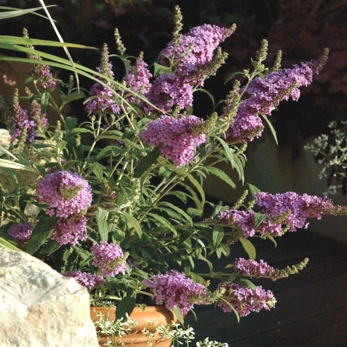 Growing the buddleia buzz midnight dwarf butterfly bush (Buddleia