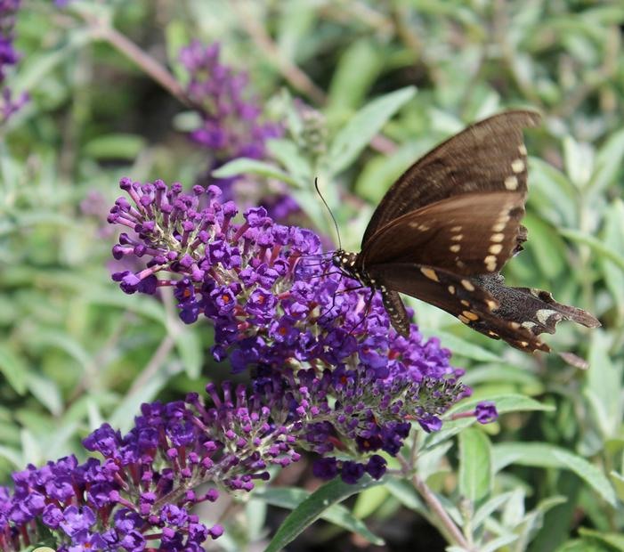 Growing the buddleia buzz midnight dwarf butterfly bush (Buddleia