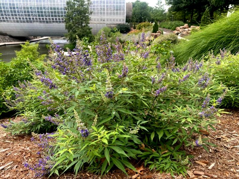 Growing the blue puffball chaste tree (dwarf) (Vitex agnuscastus