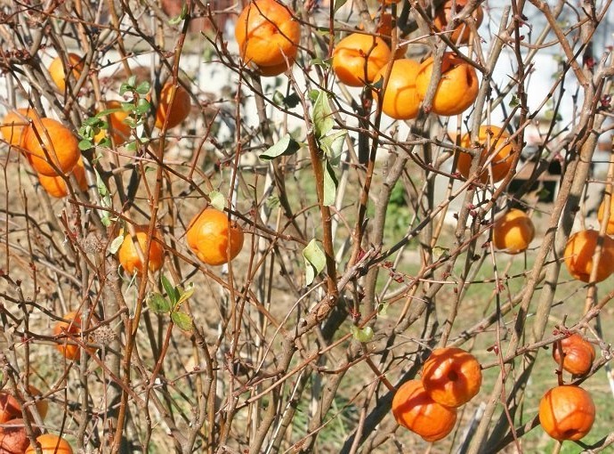 Growing the chojuraku orange double flowering quince (Chaenomeles