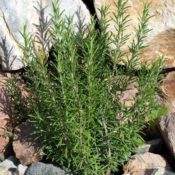 Growing the salem rosemary (Rosmarinus officinalis), perennial