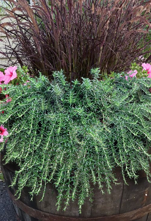 Growing the prostrate creeping rosemary (Rosmarinus officinalis