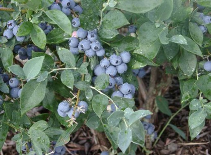 Growing the alapaha rabbiteye blueberry (Vaccinium ashei), perennial