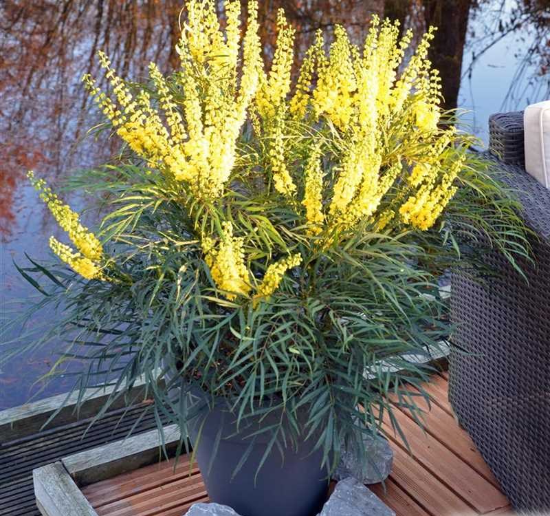 Growing the soft caress mahonia (Mahonia eurybracteata), perennial