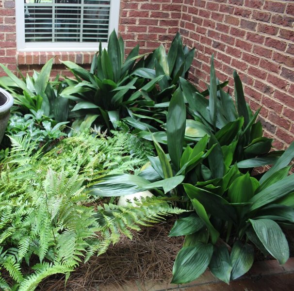 Growing the cast iron plant (Aspidistra elatior), perennial, evergreen