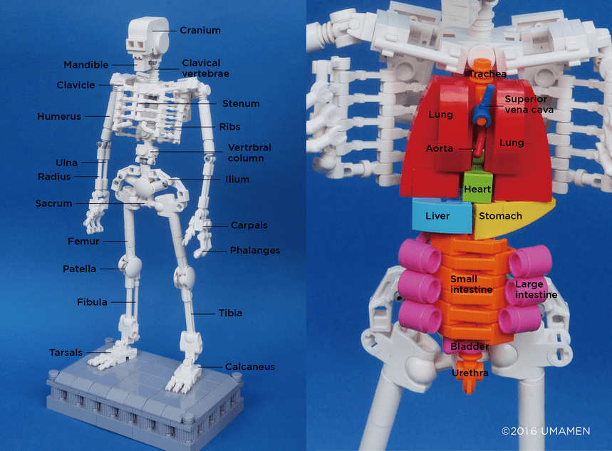 This Human Body Lego Set Is The Perfect Blend Of, 55 OFF