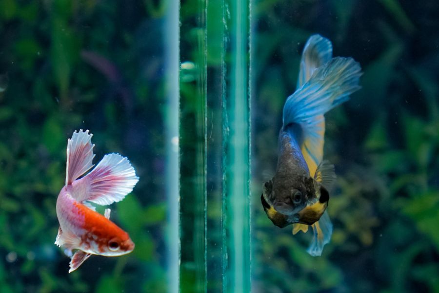 250+ Even Better Names for Betta Fish Best Betta Fish Name Ideas