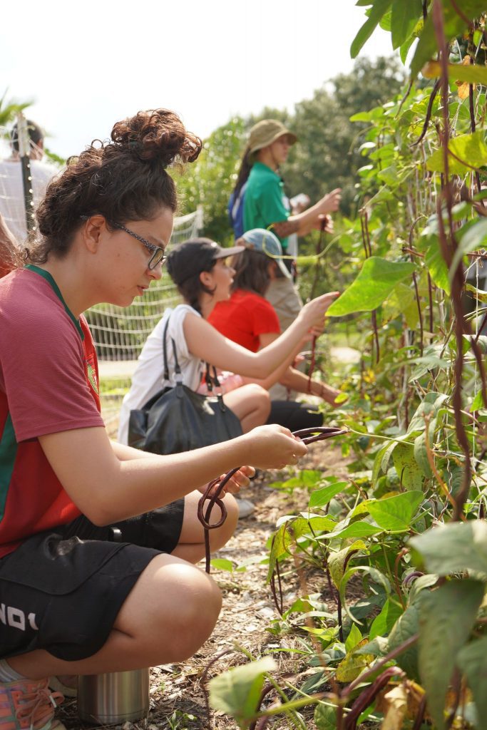 Central Florida Summer Harvest A July Planting Guide IDEAS For Us