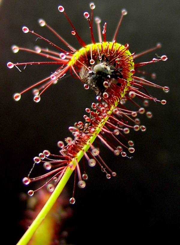 Coolest Carnivorous Plants That Will Scare The Hell Out of You CAT IN