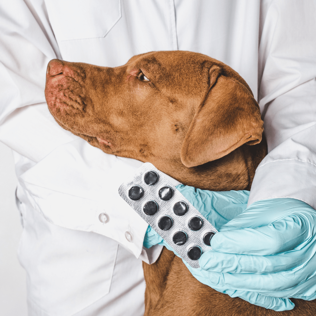 Plumb’s drug interaction checker Ideavet