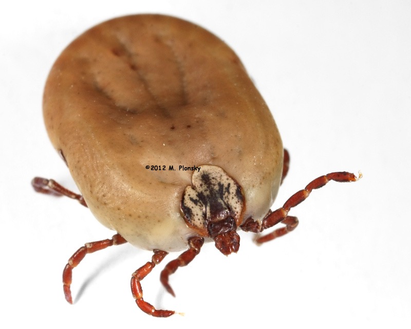tick MPlonsky
