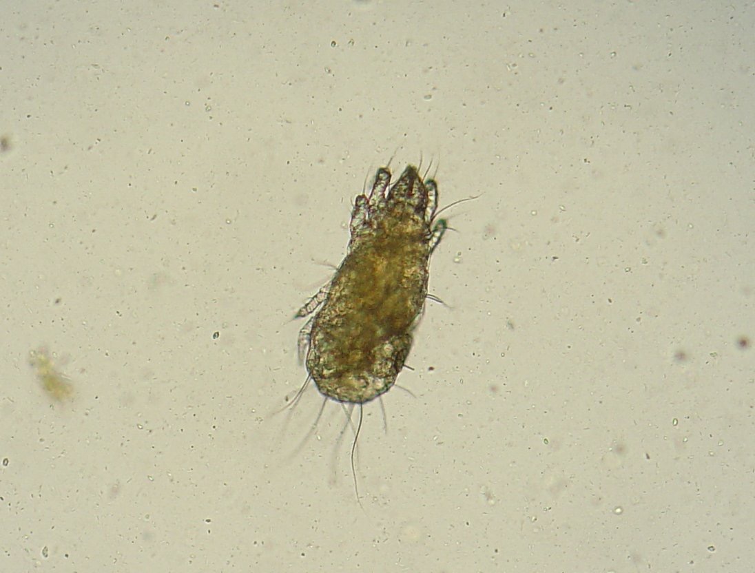 Grain mite