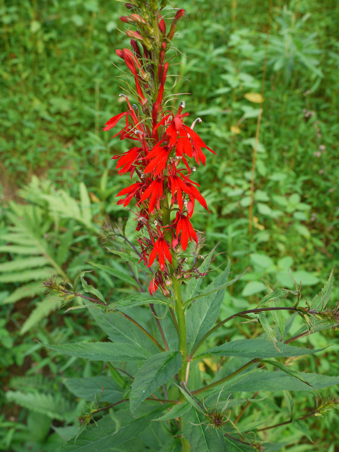 Cardinal flower Identify that Plant