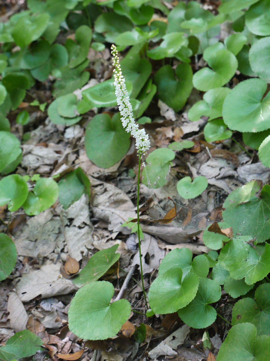 Galax Identify that Plant