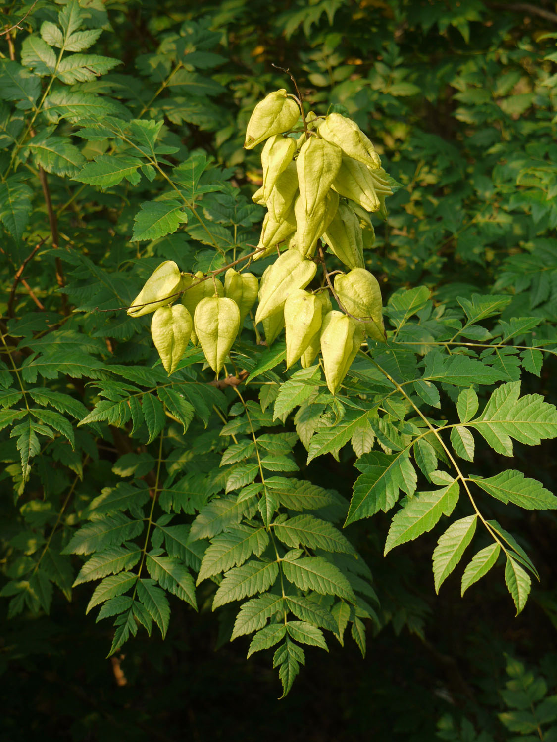 Goldenrain tree Identify that Plant