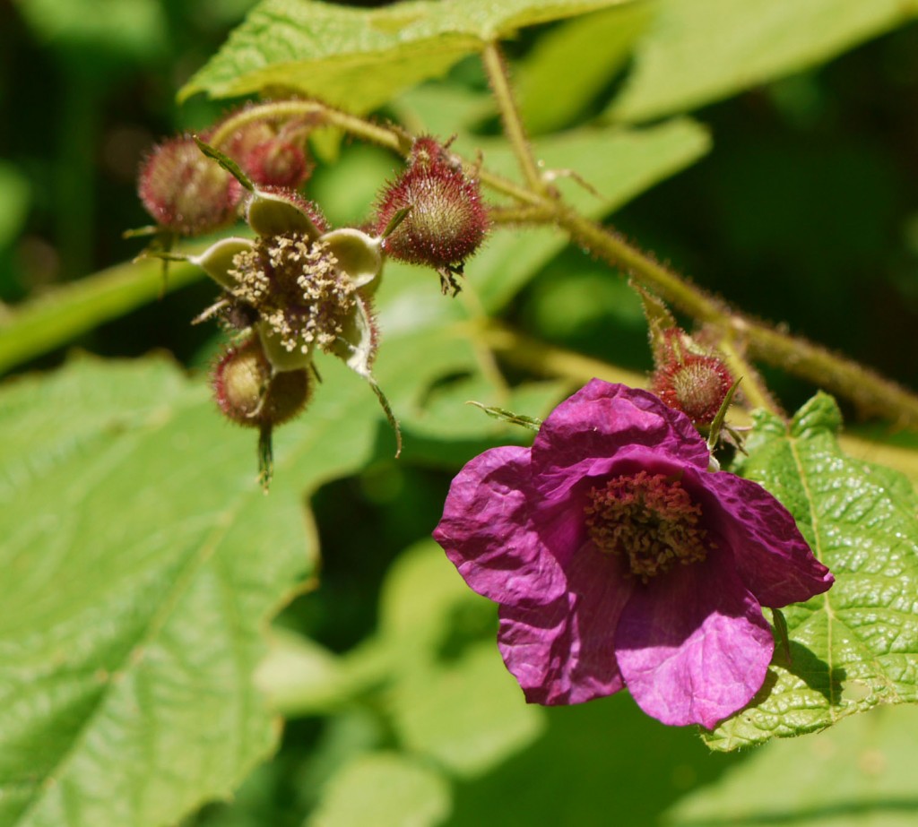 Purpleflowering raspberry Identify that Plant