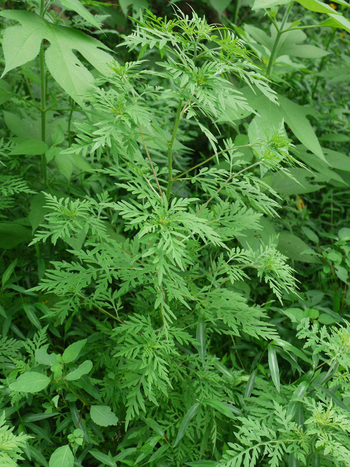 Common ragweed Identify that Plant
