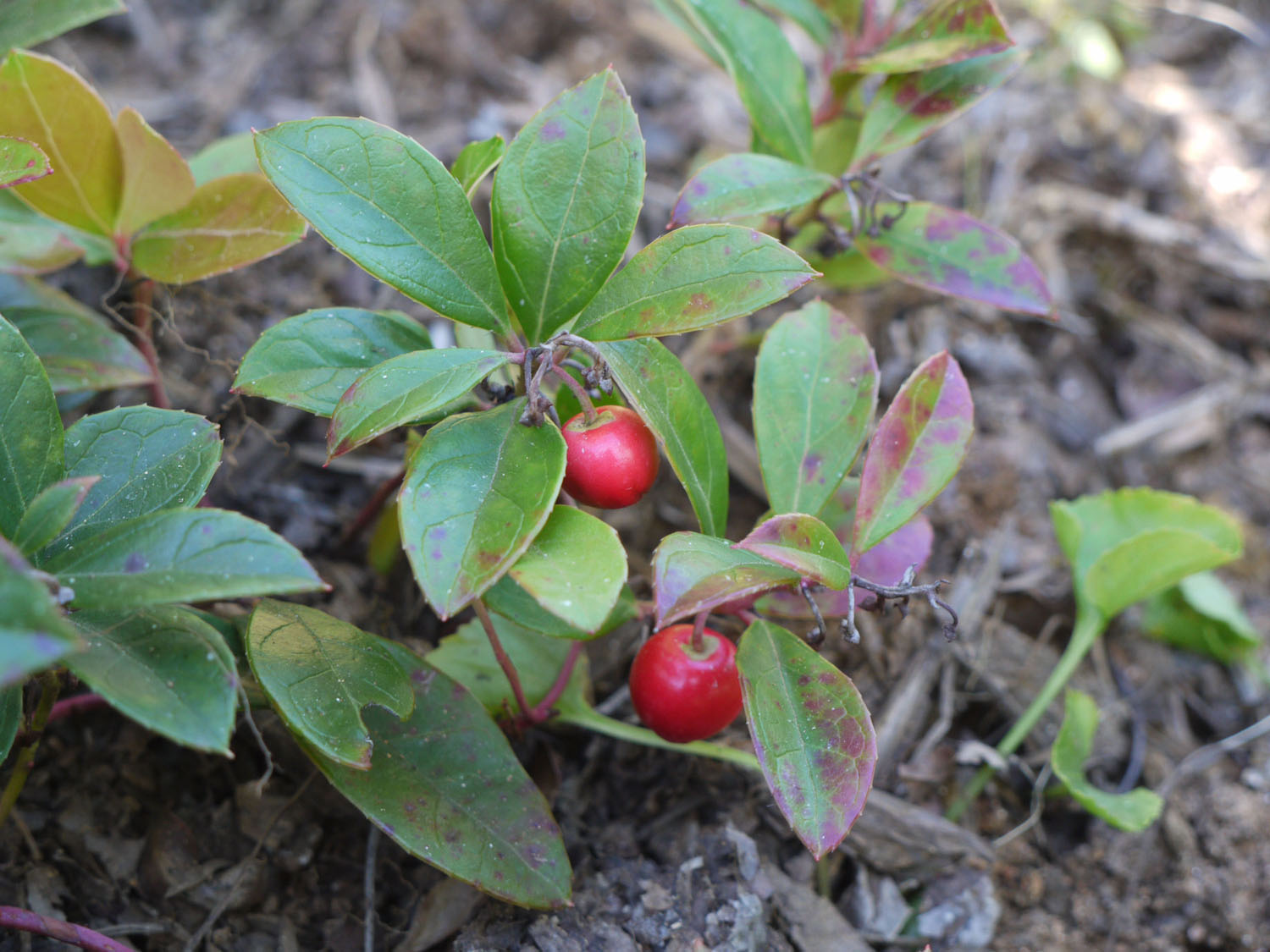 Wintergreen Identify that Plant