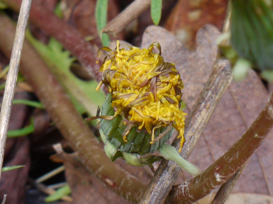 37 HQ Pictures Cat S Ear Plant Facts Hypochaeris radicata withloves