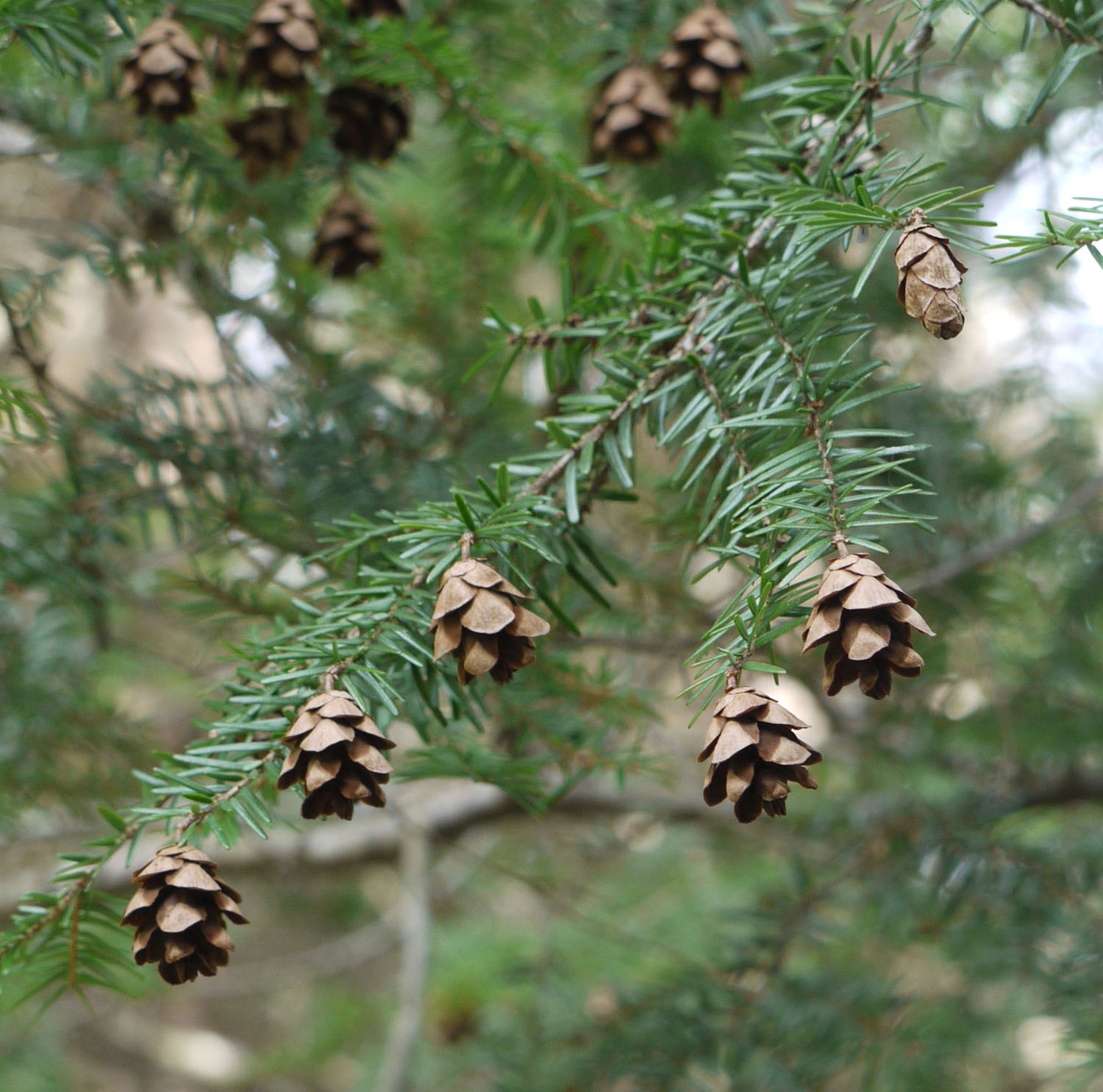 Eastern hemlock Identify that Plant