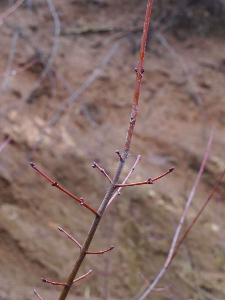 A study of redtwigged trees Identify that Plant