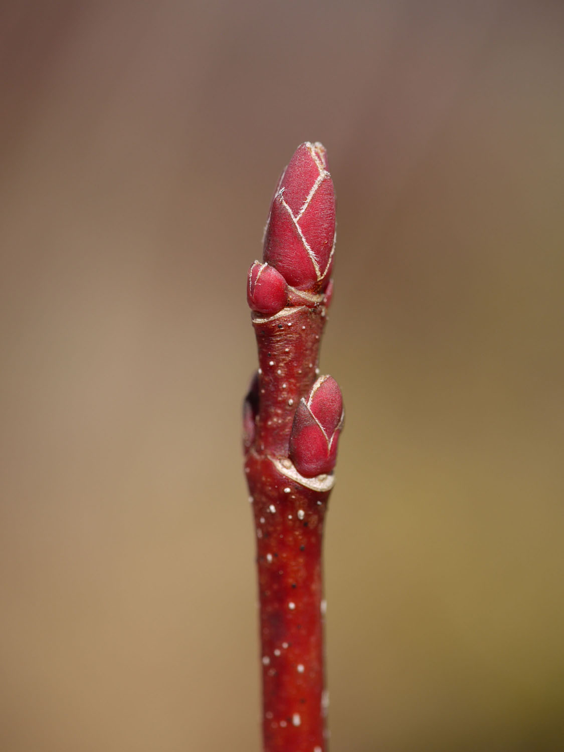 Red maple Identify that Plant