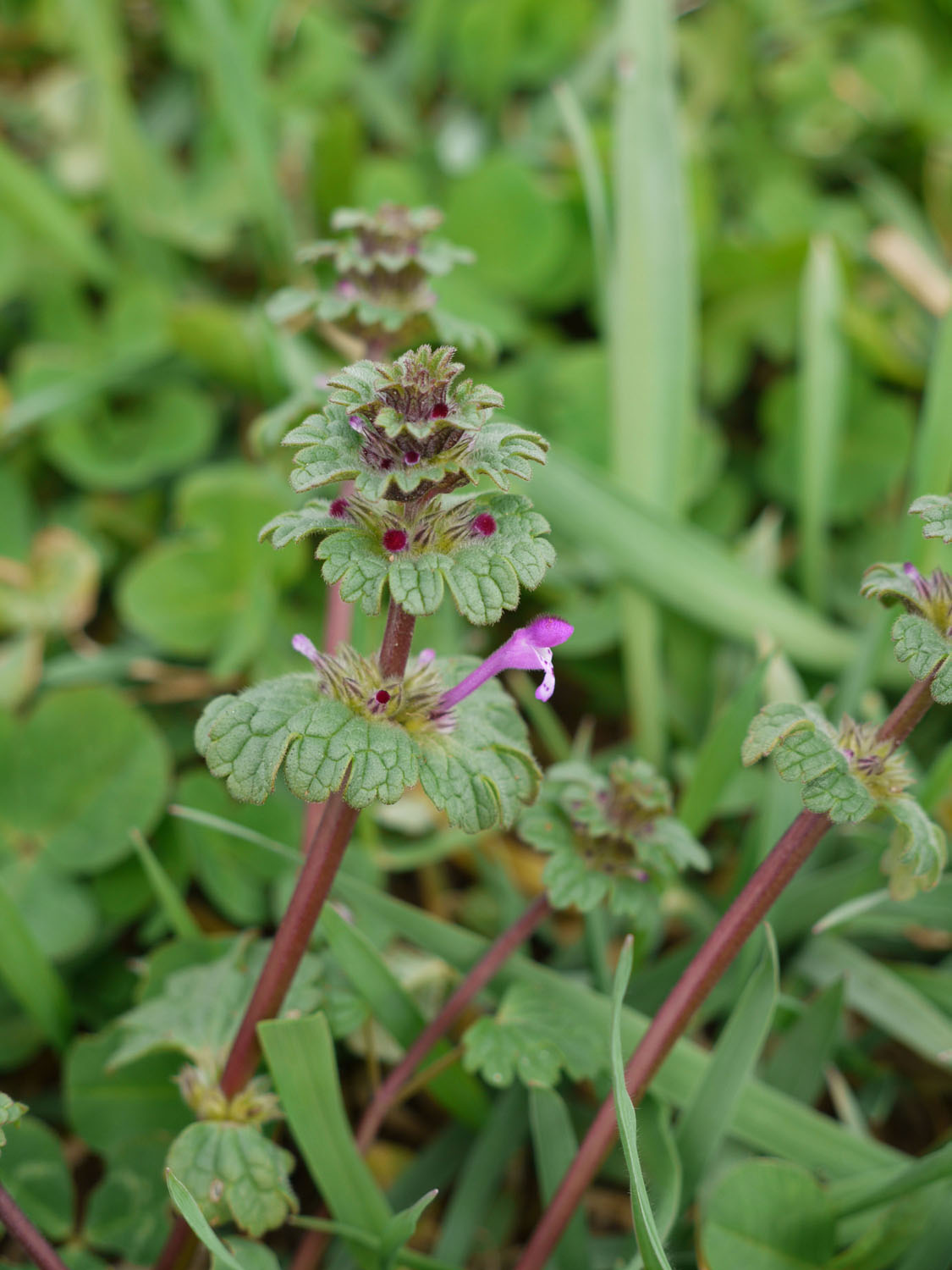 Henbit Identify that Plant