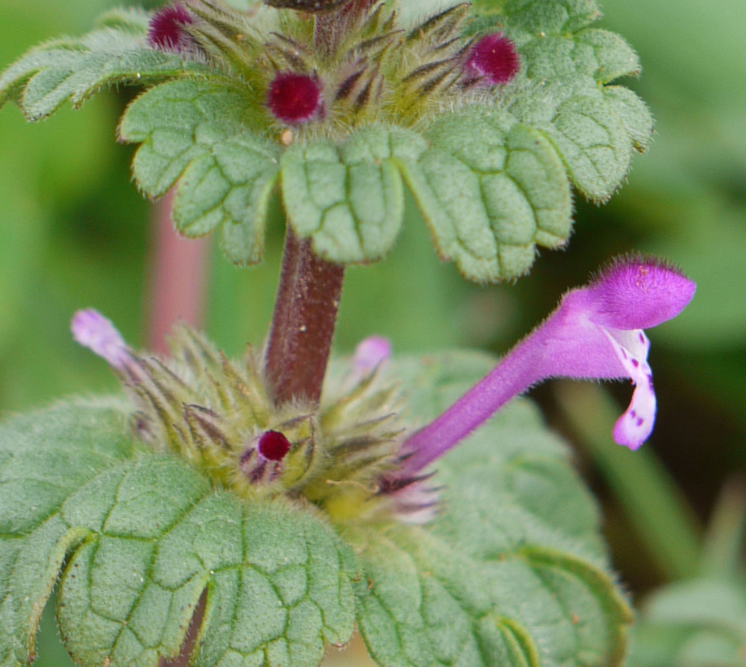 Henbit | Identify that Plant
