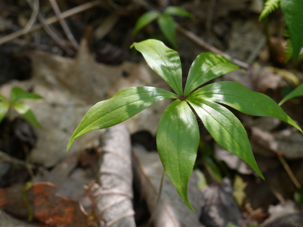 Whorled Leaf Arrangement