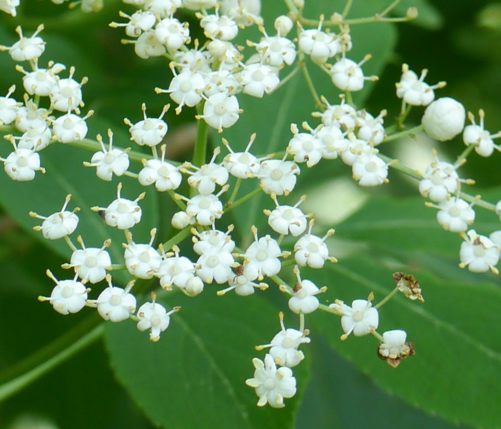 Elderberry Identify that Plant