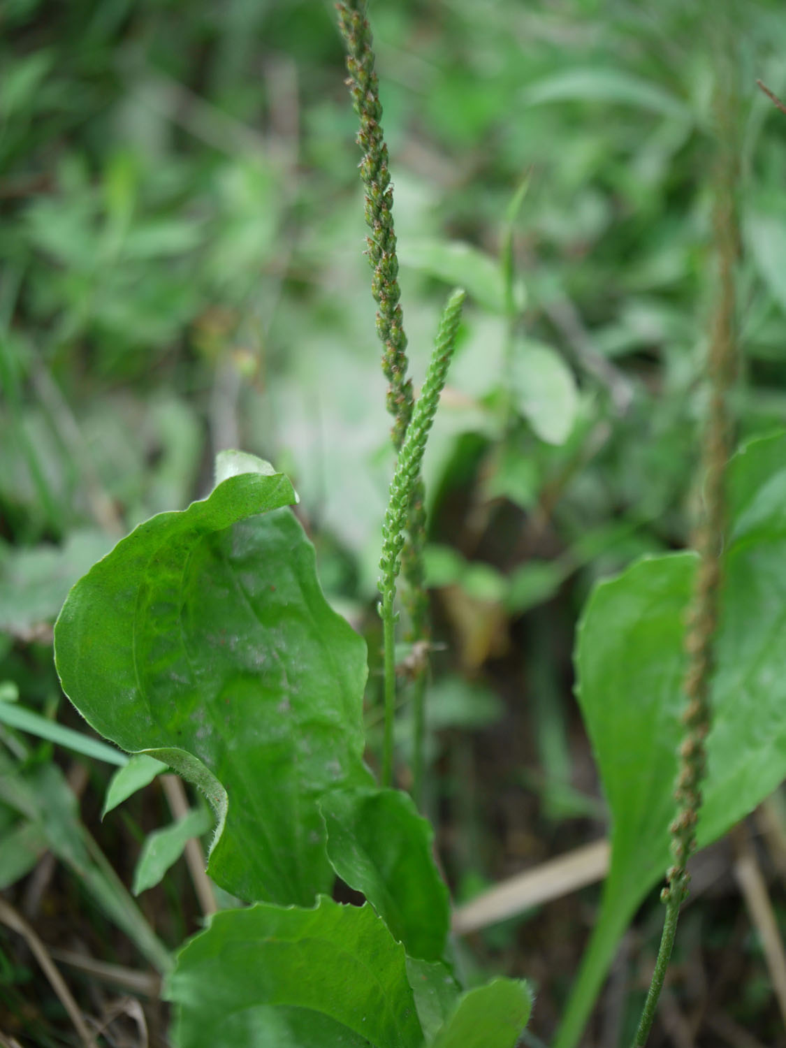 Common plantain Identify that Plant