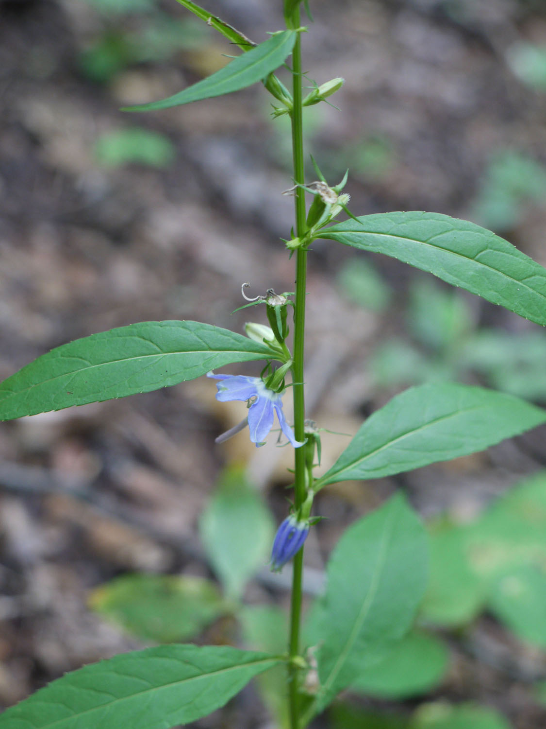 Mystery plant 027 Identify that Plant