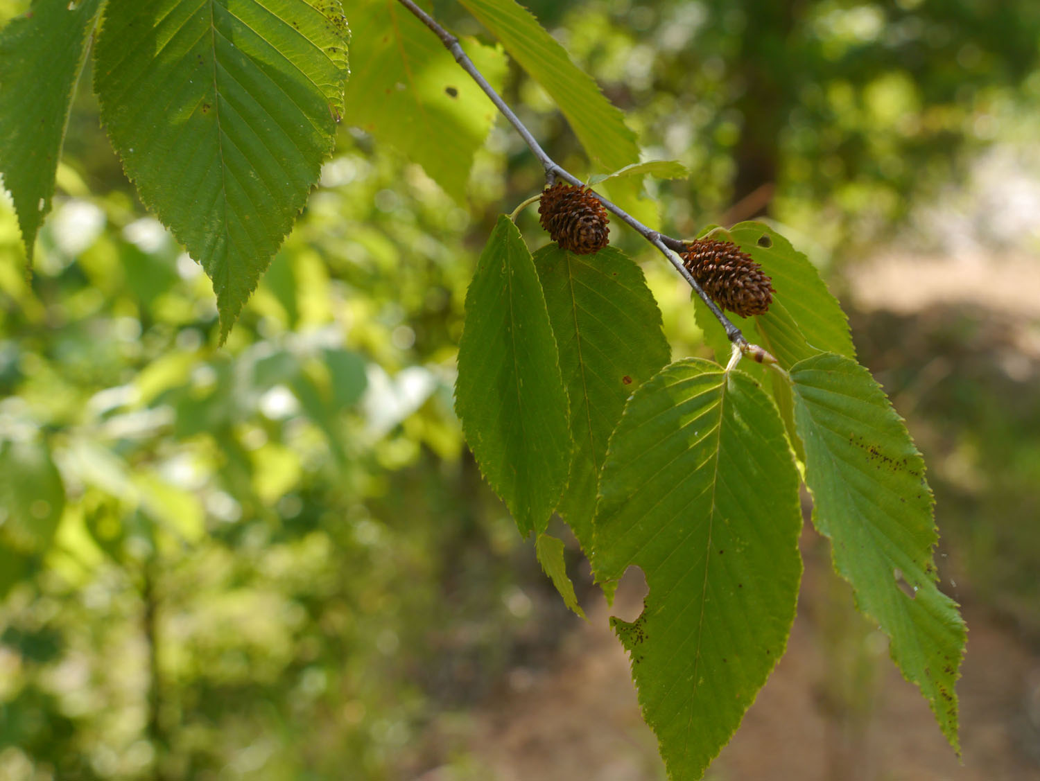 Yellow birch Identify that Plant