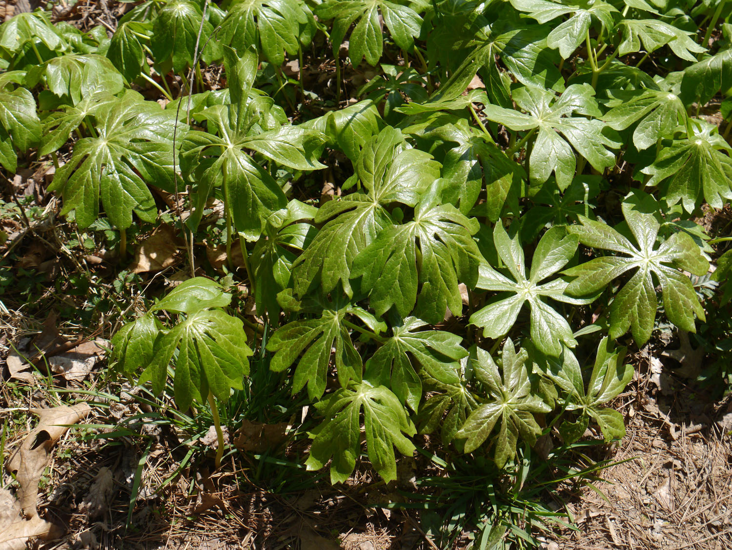 Mayapple Identify that Plant