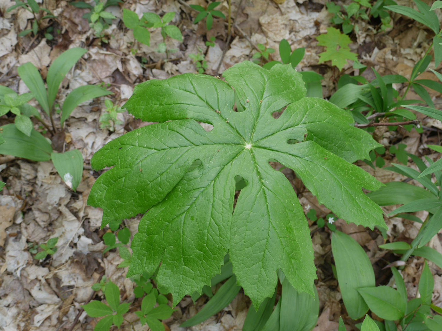 Mayapple Identify that Plant